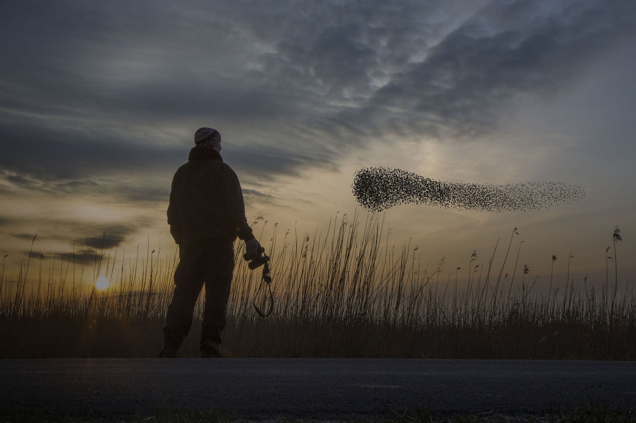 Man watching a flock of migrating starlings.